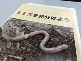 その辺で拾ったミミズ mode3_w260-ミミズ1.jpg